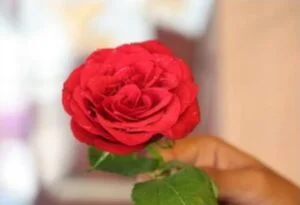 Rose d'hommage du SMEPS HB pour la journée internationale du sport féminin 2022 Rose d'hommage du SMEPS HB pour la journée internationale du sport féminin 2022